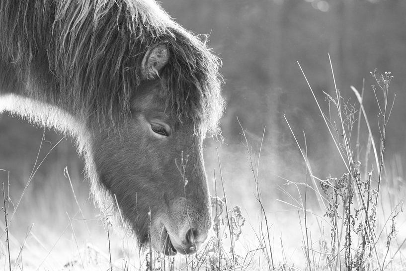 Pferd im Schnee von Astrid Brouwers