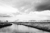Infinite Lowlands