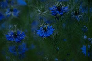Blaue Blumen von Simen Crombez