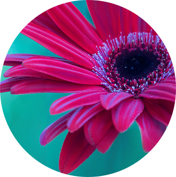Flowerpower Gerbera van Mirakels Kiekje