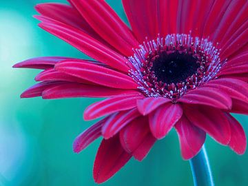 Flowerpower Gerbera van Mirakels Kiekje