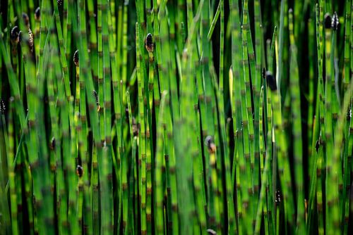 Abstract in de natuur