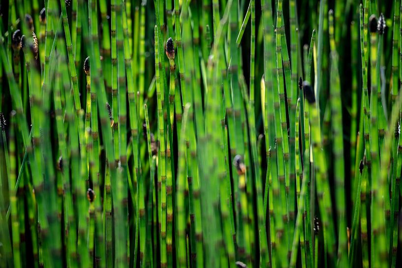 Abstract in de natuur van Martijn van Dellen