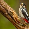 Portret van een Grote bonte specht van Chris Stenger