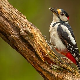Portrait of a Great spotted woodpecker by Chris Stenger