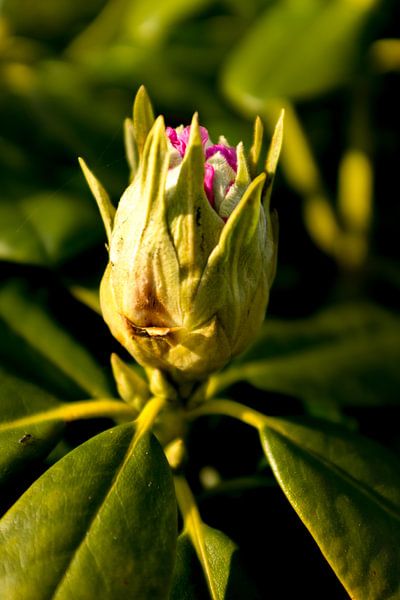 Plant in het voorjaar, botanische kunst van een rhododendron | fine art natuur fotografie van Karijn | Fine art Natuur en Reis Fotografie
