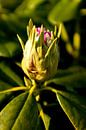 Plant in het voorjaar, botanische kunst van een rhododendron | fine art natuur fotografie van Karijn | Fine art Natuur en Reis Fotografie thumbnail