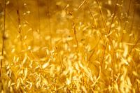 Illuminated Dry Arid Grass