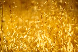 Illuminated Dry Arid Grass von Urban Photo Lab