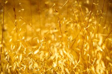 Illuminated Dry Arid Grass van Urban Photo Lab