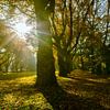 Soleil derrière un érable dans un parc au printemps sur Dieter Walther