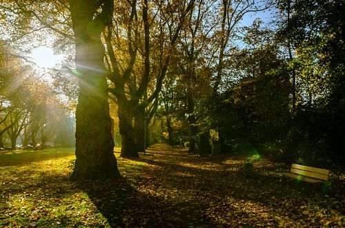 Zon achter esdoorn in park in de lente