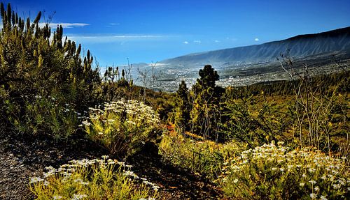 De natuur op Tenerife met widgroei aan bloemen en aan de horizon blauwe lucht met op de achtergrond 