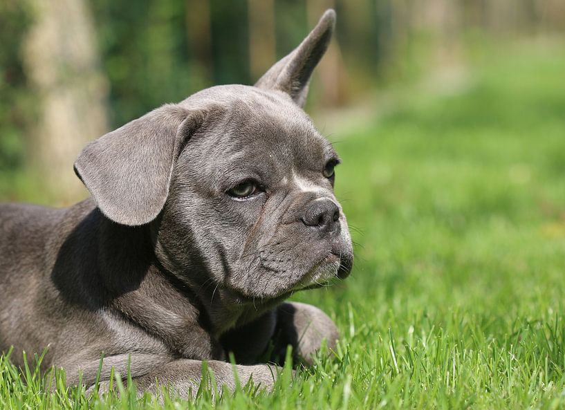 Bouledogue français par Matthias Brix