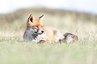 Vos in het zonnetje | Wildlife Fotografie
