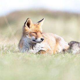 Le renard sous les projecteurs | Photographie de la vie sauvage sur Nanda Bussers
