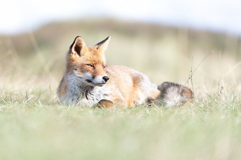 Vos in het zonnetje | Wildlife Fotografie van Nanda Bussers