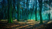 Misty Morning