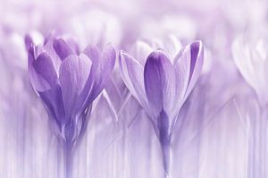 Krokusse