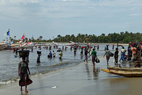 Bringing in fish in The Gambia