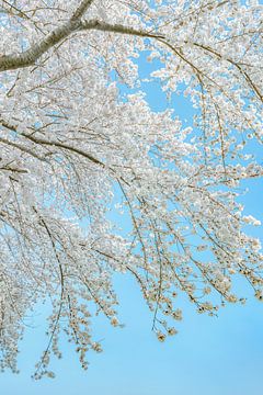 Bäume mit Blüte Heller Himmel Japandi von Alie Ekkelenkamp