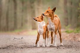 Basenis by Jolanda van der Molen