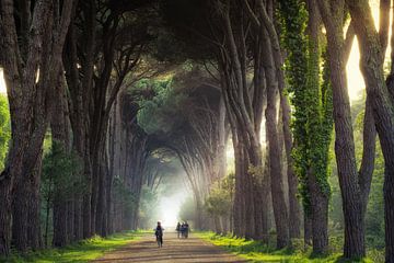 Dreampath through the Pine Forest von Edwin Mooijaart