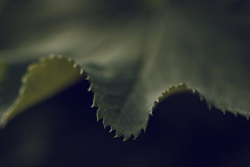 Leaf edge by Jan