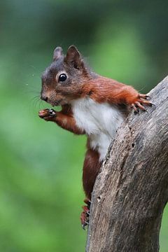 Das rote Eichhörnchen von Laura Burgman