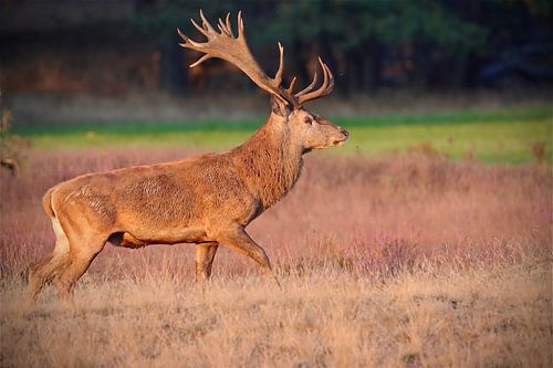 La saison du rut du cerf élaphe