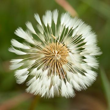 Blow me away van Stephan Krabbendam