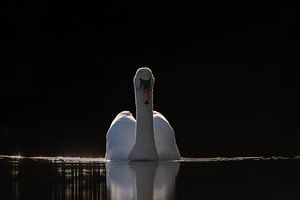Schwan in einem dunklen Rahmen