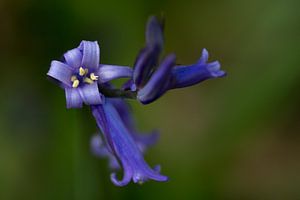 Bois de Hal - 'La Forêt Bleue'
