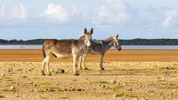 Les ânes de Bonaire