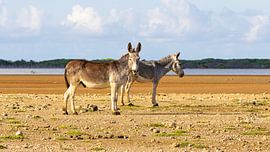 Bonaire's donkeys by nederland_natuur