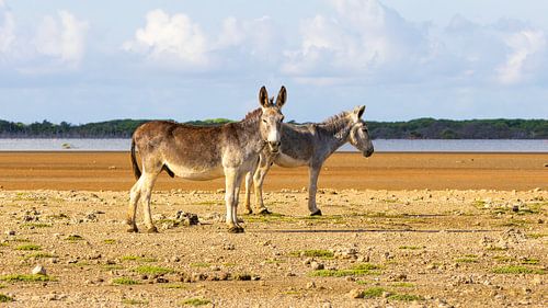 Bonaire's Esel von nederland_natuur