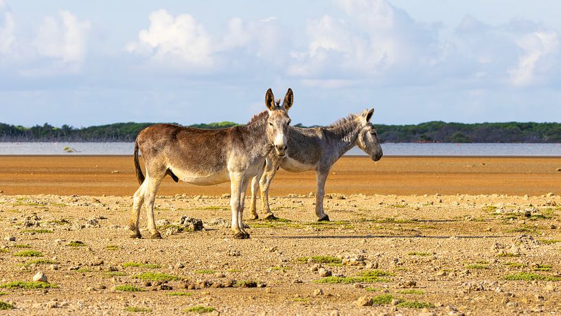 Les ânes de Bonaire par nederland_natuur