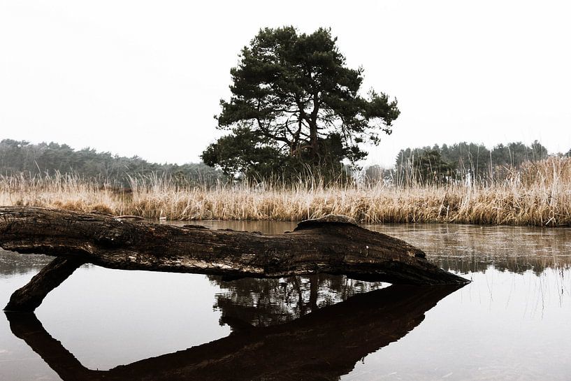 Stilleven water met boom op de Brunssumerheide by Wilma Meurs