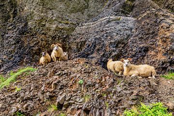 Icelandic sheep by Easycopters