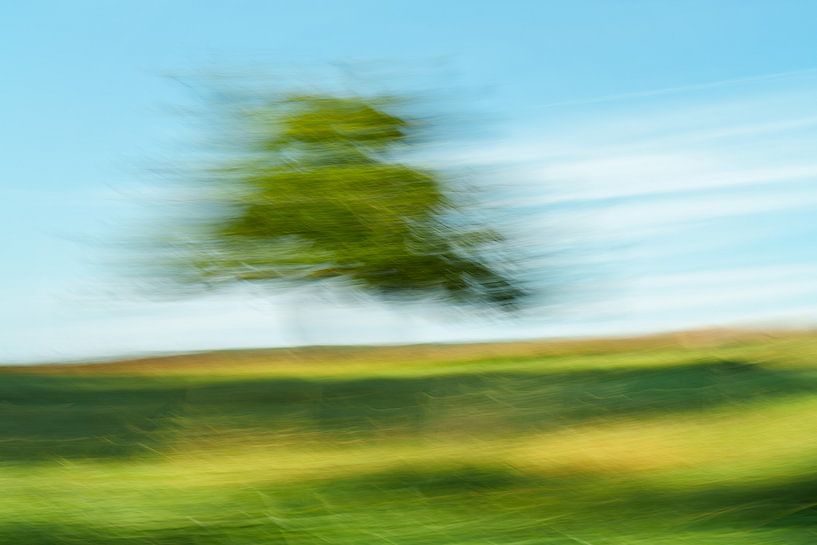 Arbre flottant par Paulline Weder, wederfotografie