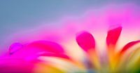 Flower Art