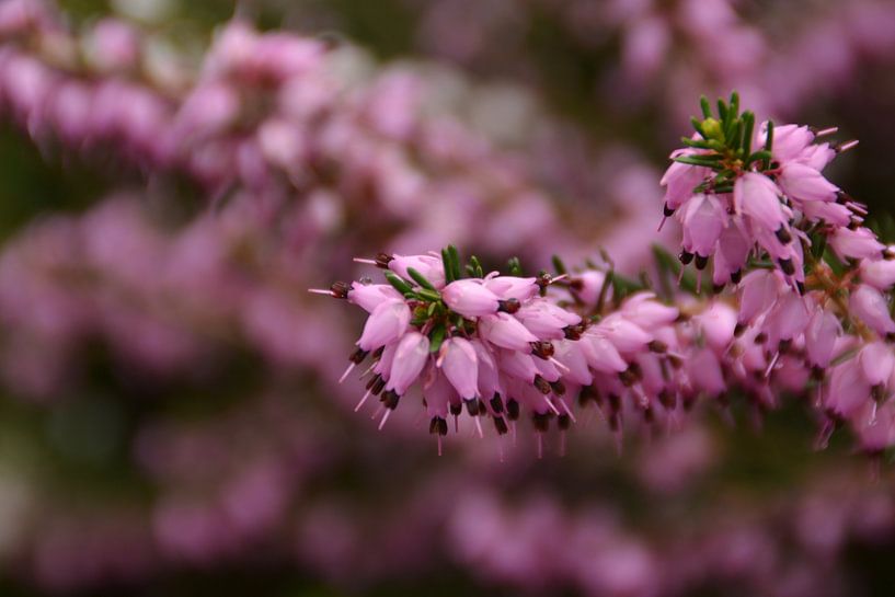 een mooie roze heide tak in bloei von tiny brok