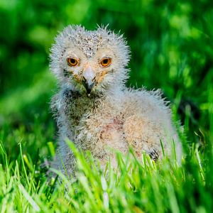 Junger Bengalischer Uhu - Bubo bengalensis
