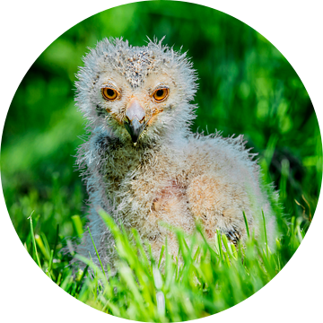 Jonge Bengaalse Oehoe - Bubo bengalensis