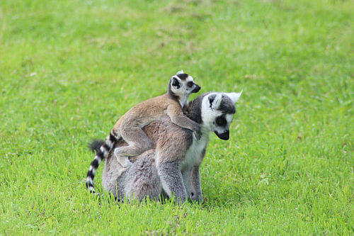 ring-tailed lemur with young