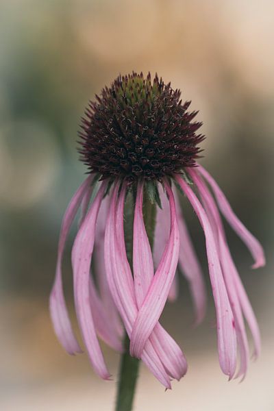 Echinacea purpurea par Lillypix Art