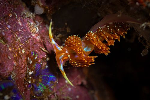 Sea snail @ Komodo, Indonesia