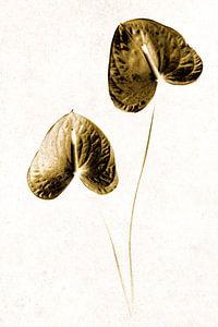 Anthurium-Blüten