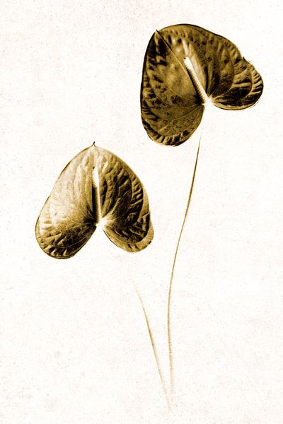 Anthurium-Blüten von Elles Rijsdijk