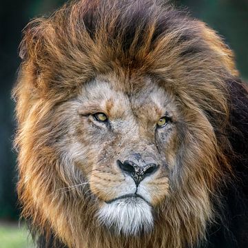 Lion d'Afrique sur gea strucks
